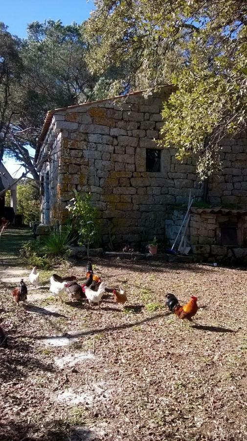 Agriturismo La Vigna Tempio Pausania Esterno foto
